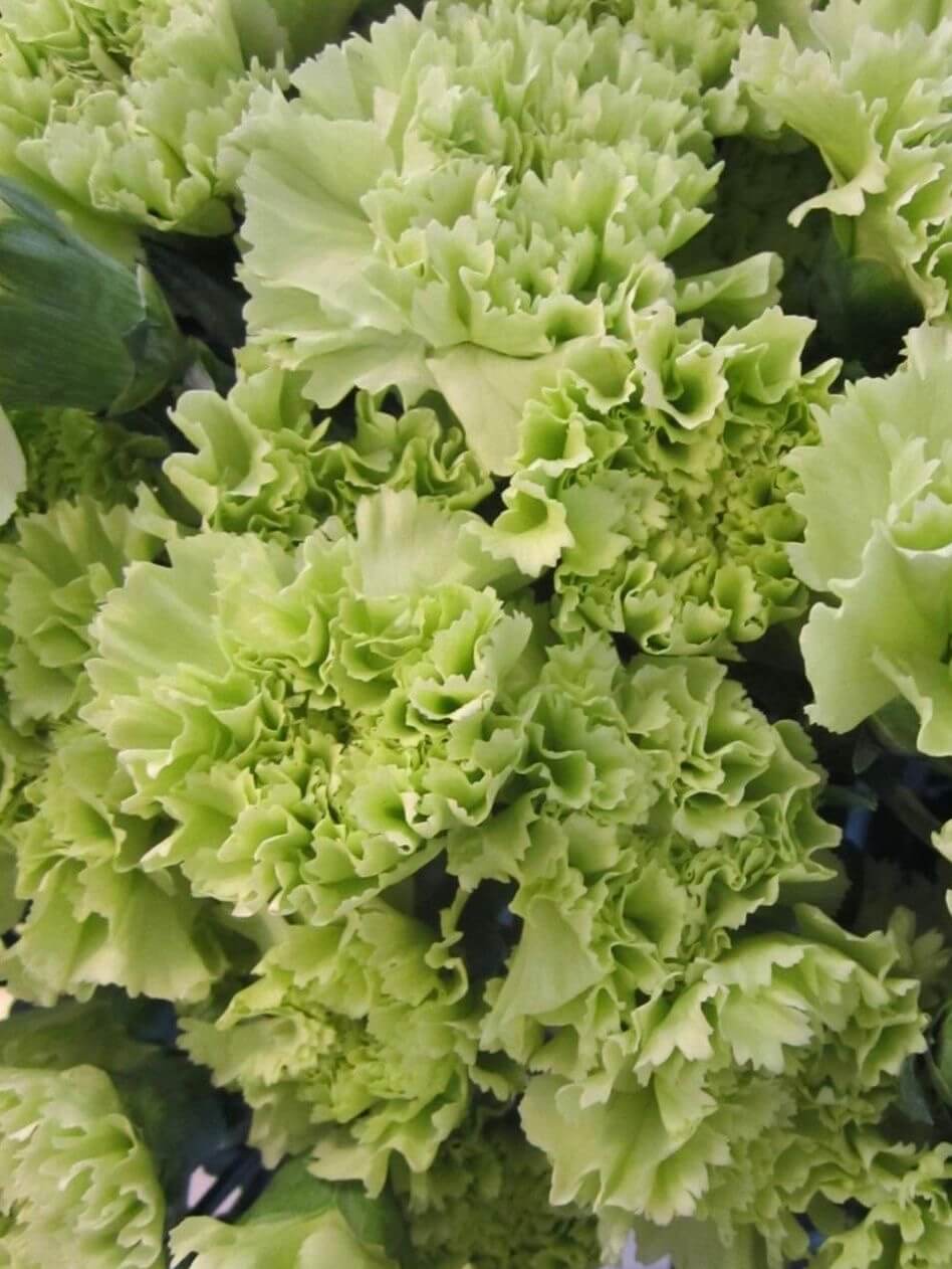 Диантус зелёный