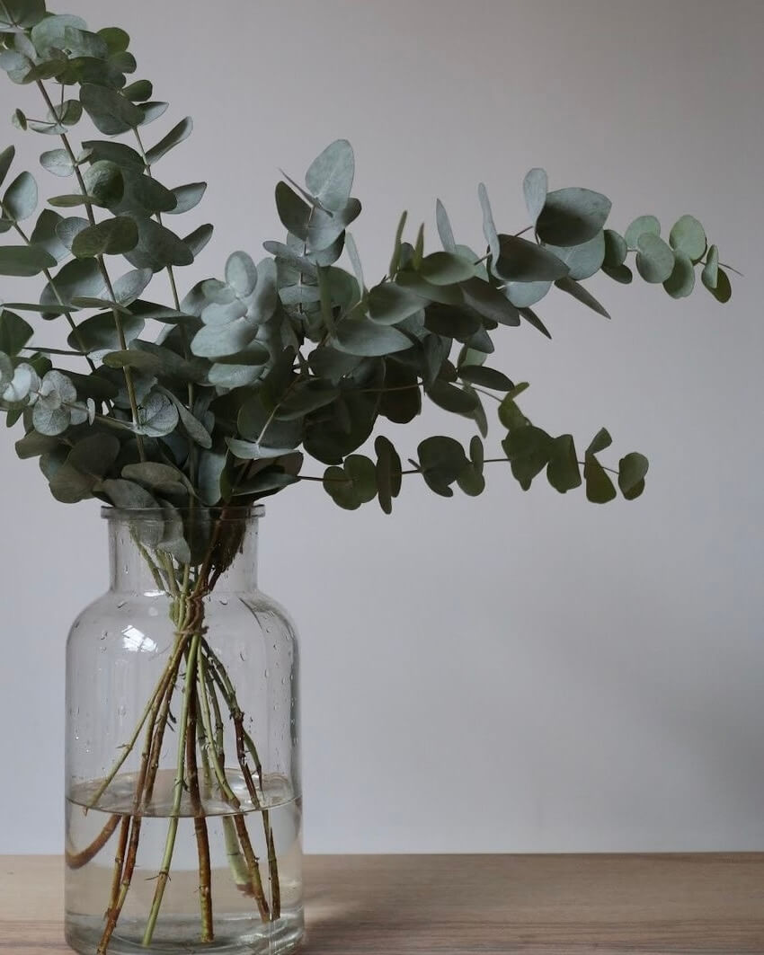 Эвкалипт Китай мини охапка