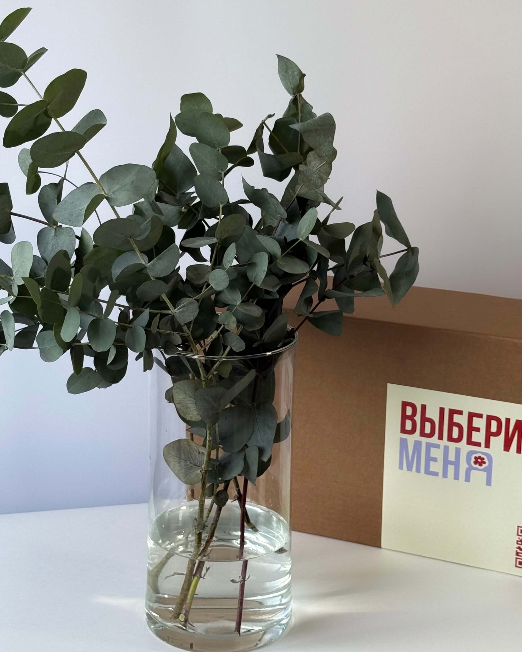 Эвкалипт