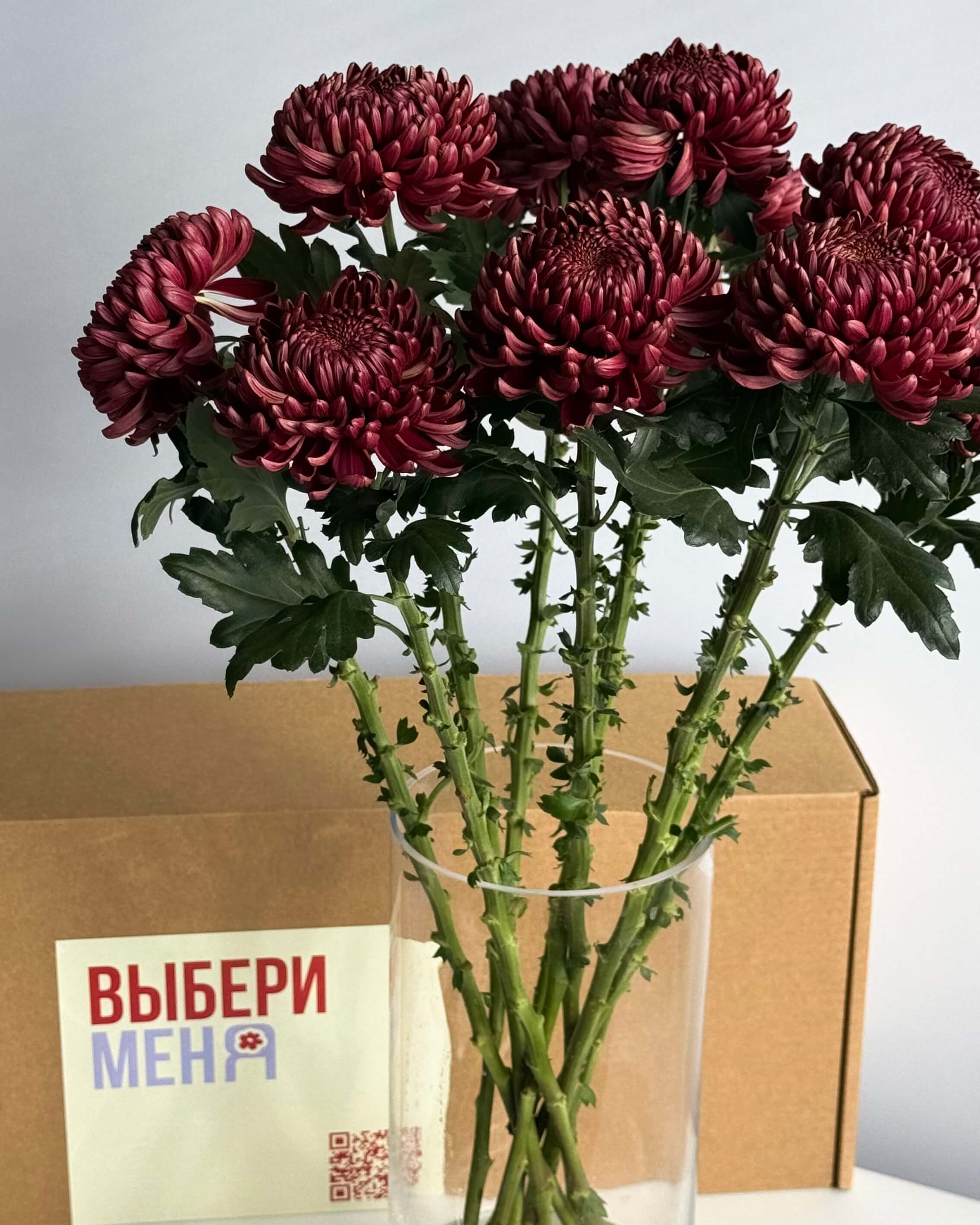 Хризантема «Бигуди»