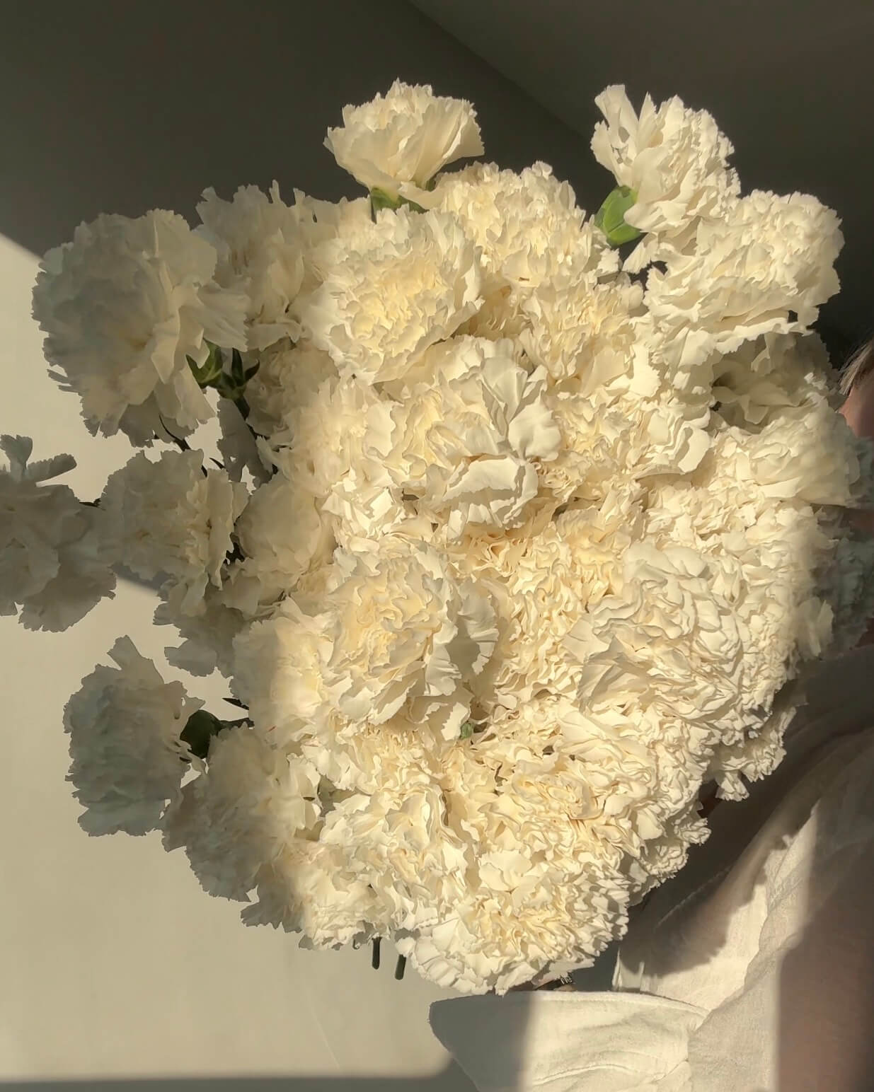 Диантус белый