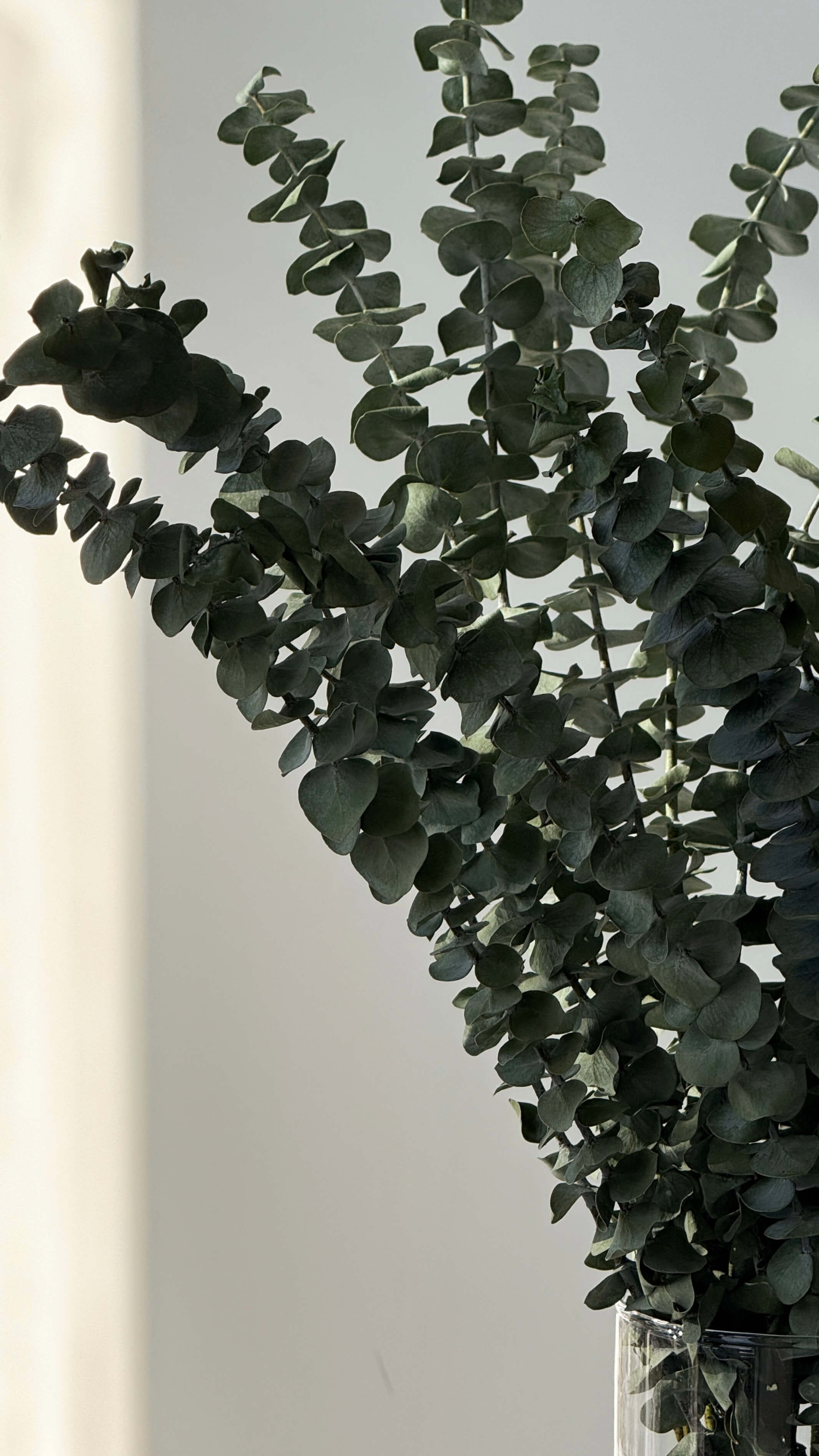 Эвкалипт мини охапка