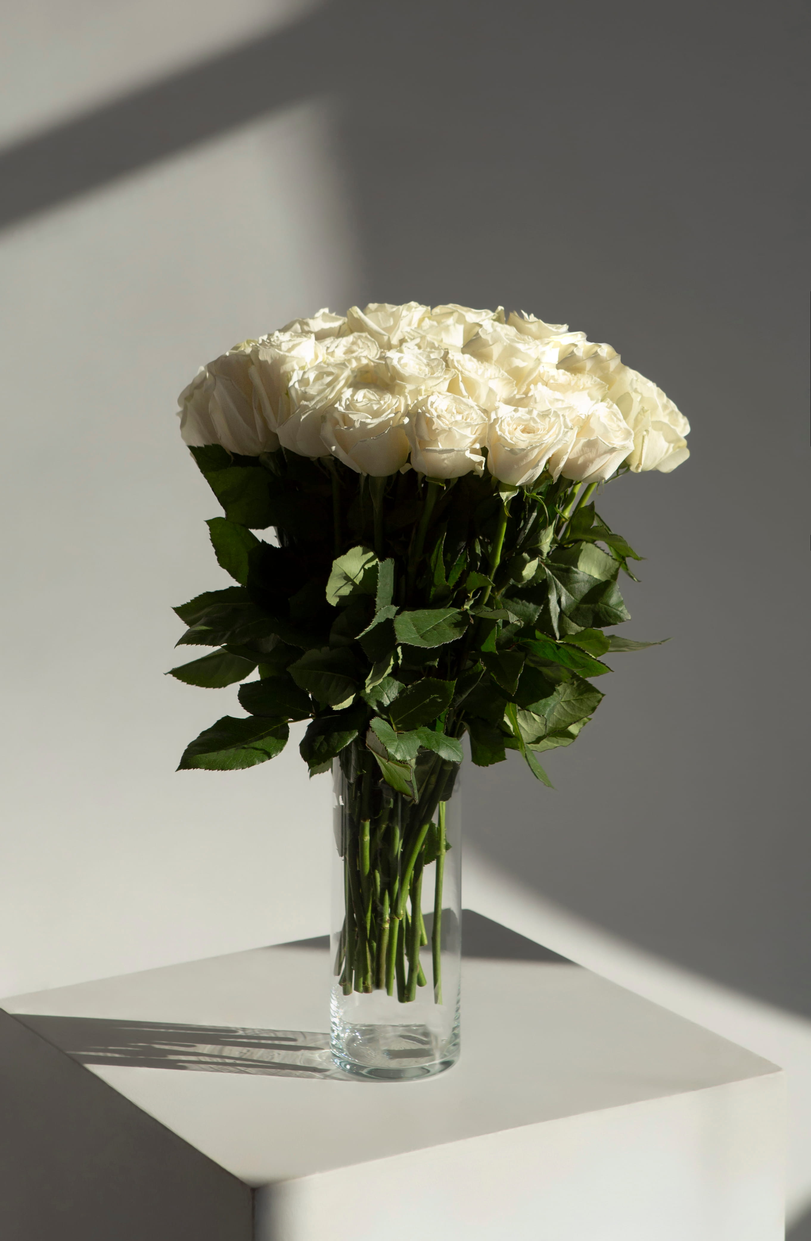 Роза белая (50см)