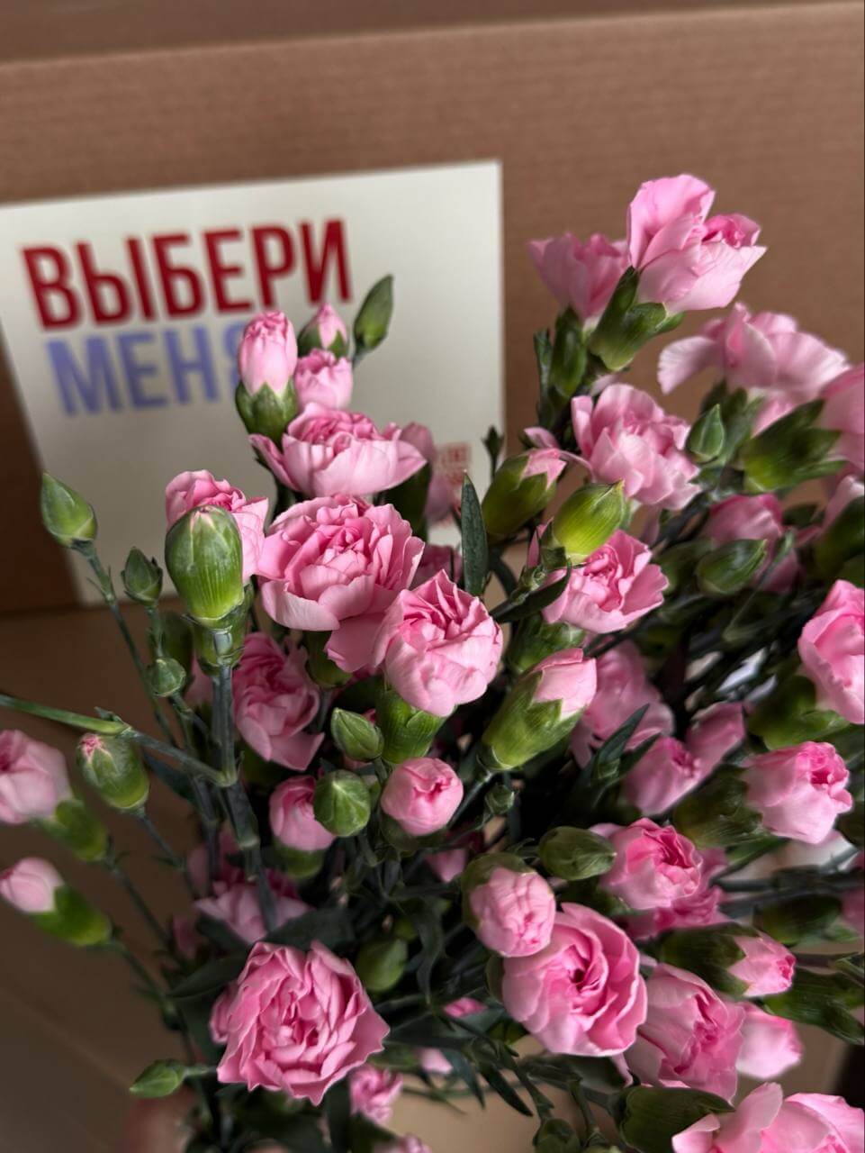 Розовая кустовая гвоздика
