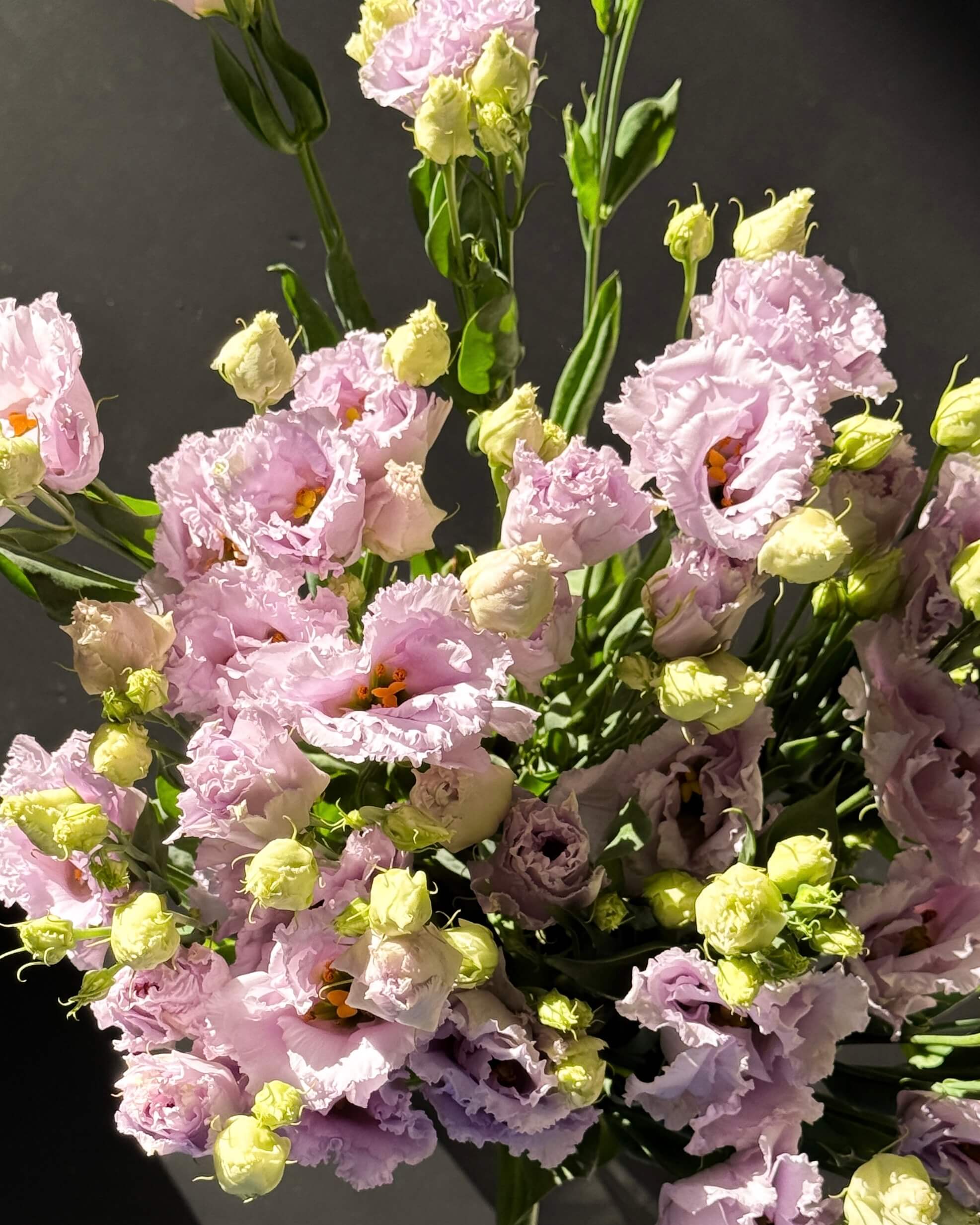 Лизиантус (Эустома) сиреневый