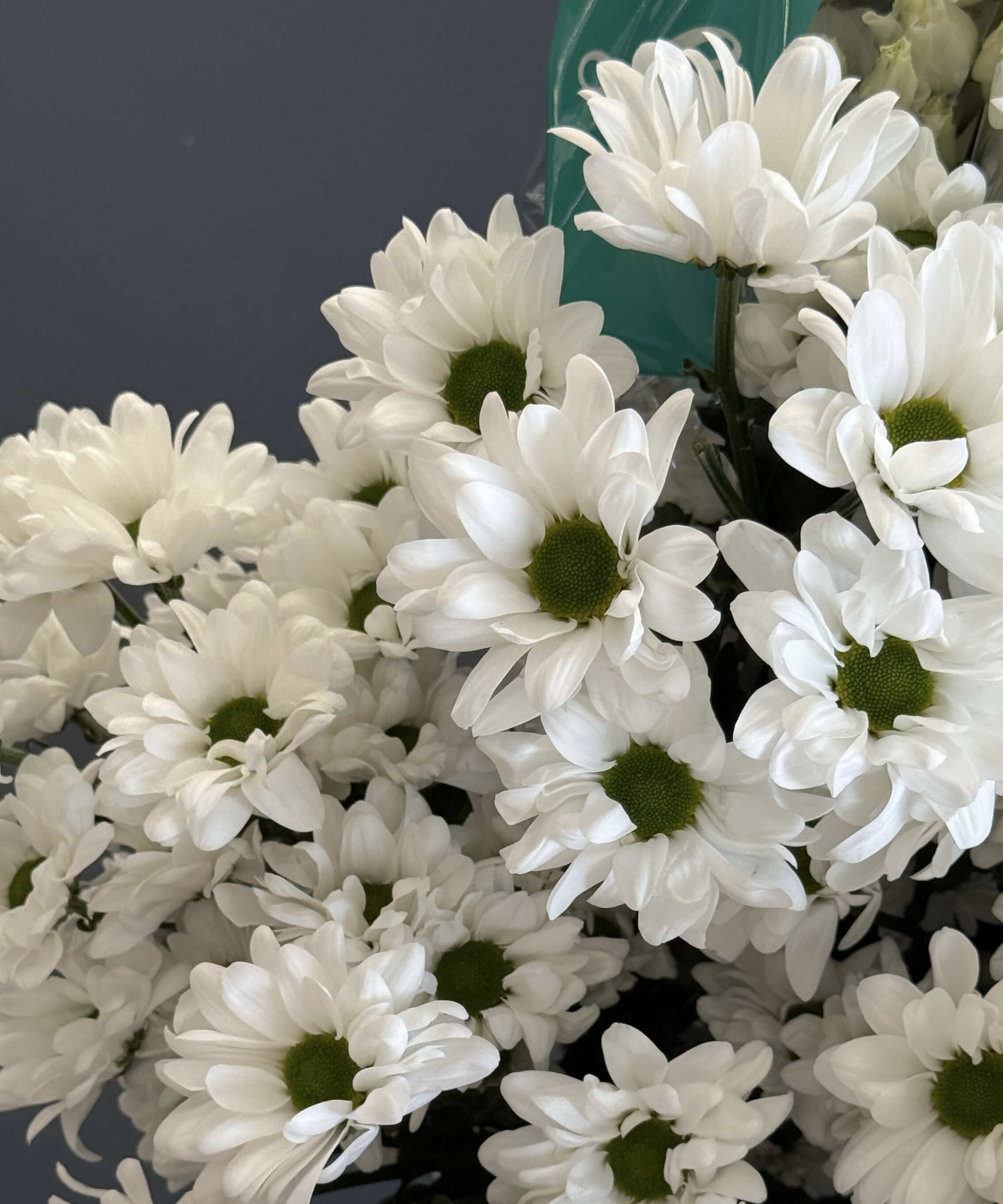 Ромашковая кустовая белая хризантема