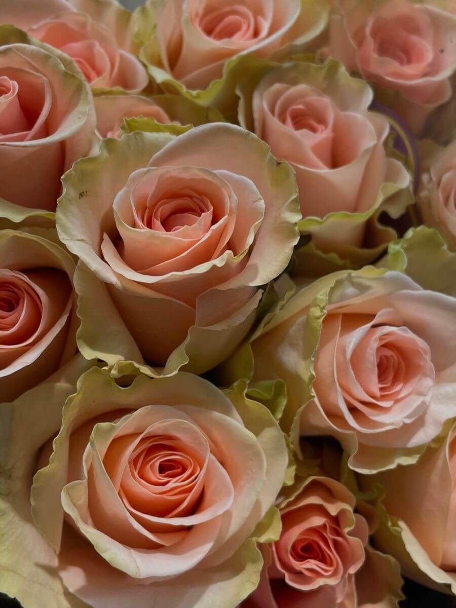 Бело-розовая роза