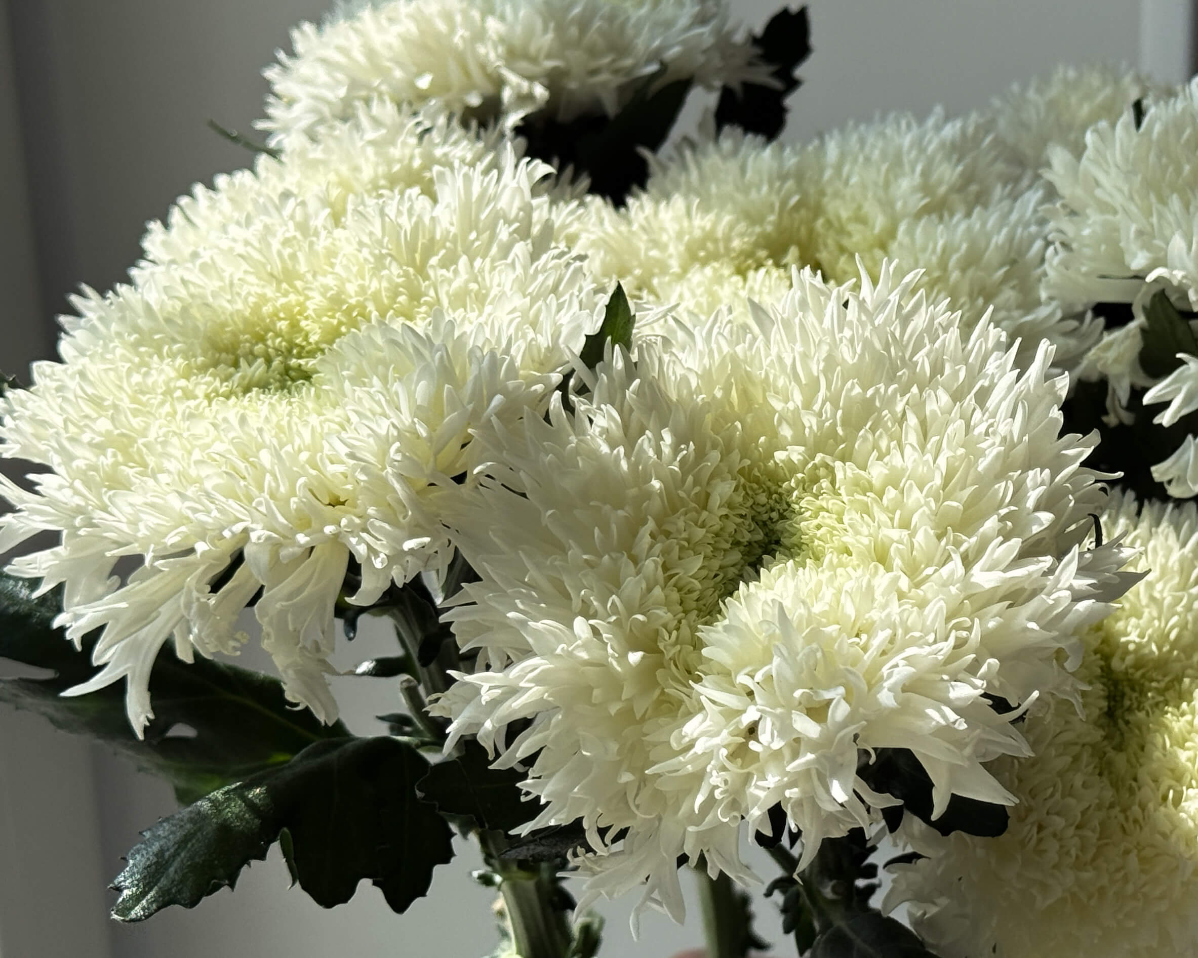 Хризантема Этруско