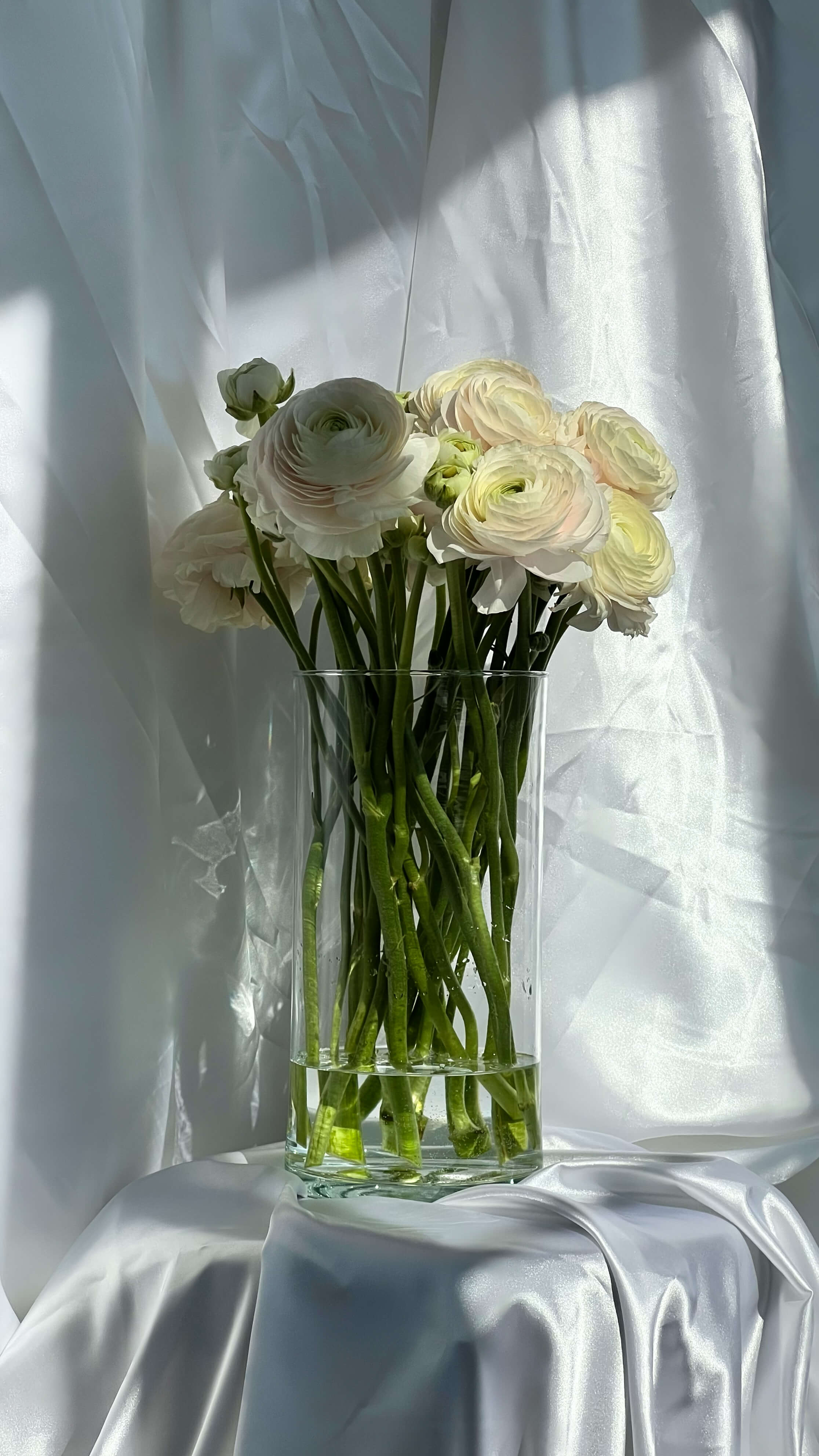 Ранункулюсы нежно-розовые